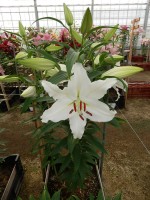 [5530 PO30 No01.JPG]